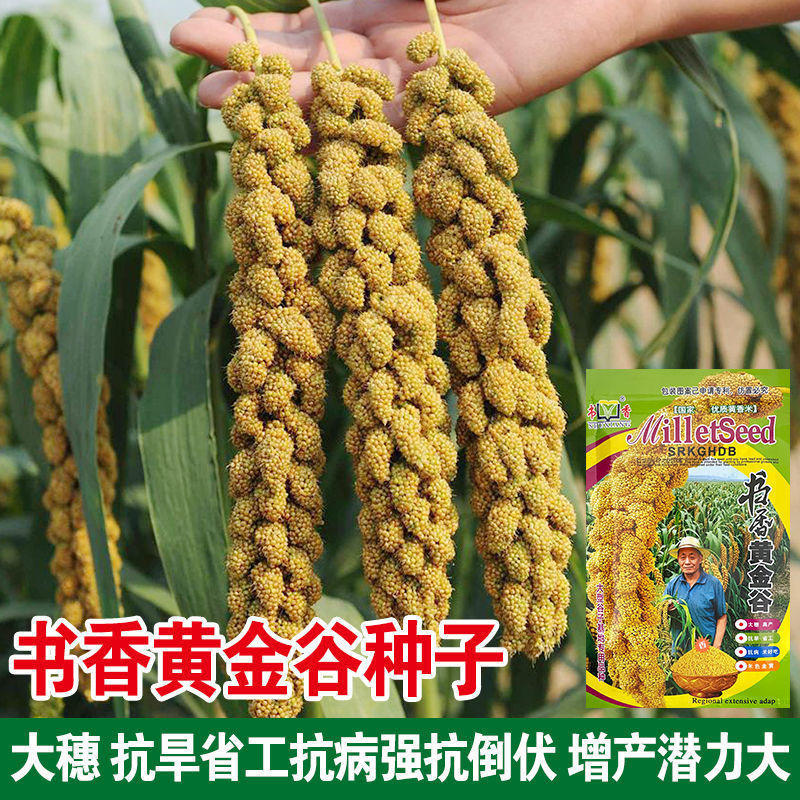 书香黄金谷种子吨谷优质小米种子秋季小糯米种子抗旱抗麻雀春
