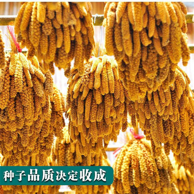 书香黄金谷种子吨谷优质小米种子秋季小糯米种子抗旱抗麻雀春