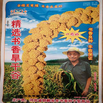 书香旱千谷红谷子种子小香米种子150g黄小米糯米谷子种子