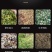 干鲜两用碎枝机柴油188动力树杆粉碎机果园碎枝机