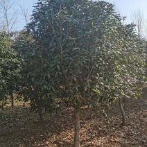 8公分桂花树价格，10公分金桂基地