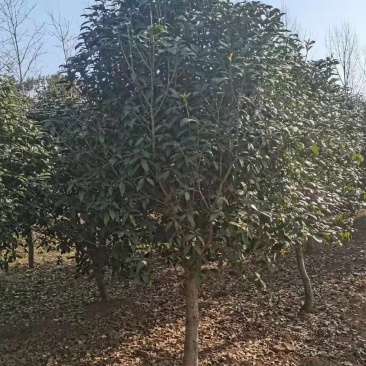 8公分桂花树价格，10公分金桂基地