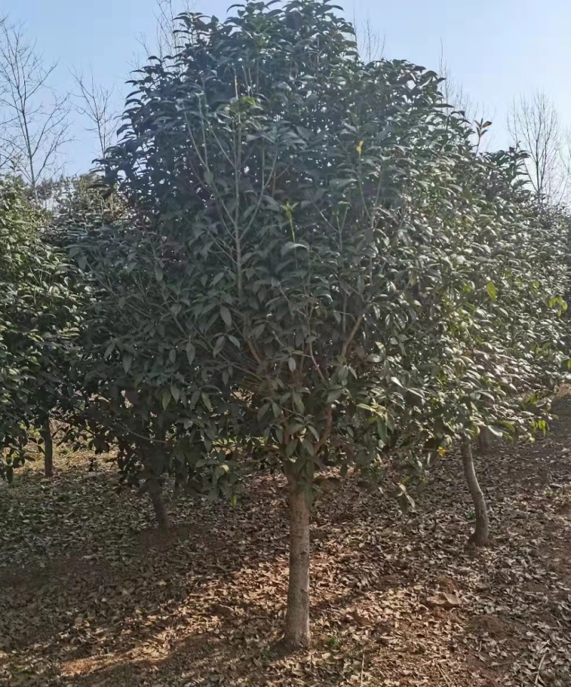 8公分桂花树价格，10公分金桂基地