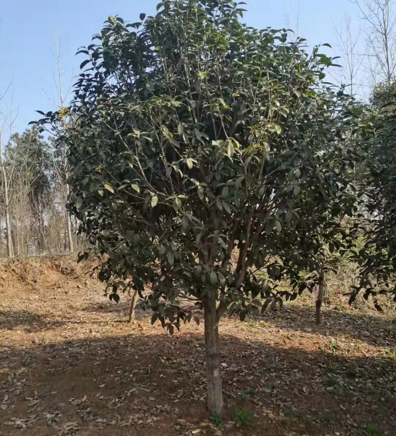 8公分桂花树价格，10公分金桂基地