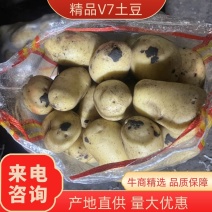 V7土豆基地货，量大优惠品质保障，欢迎来电咨询