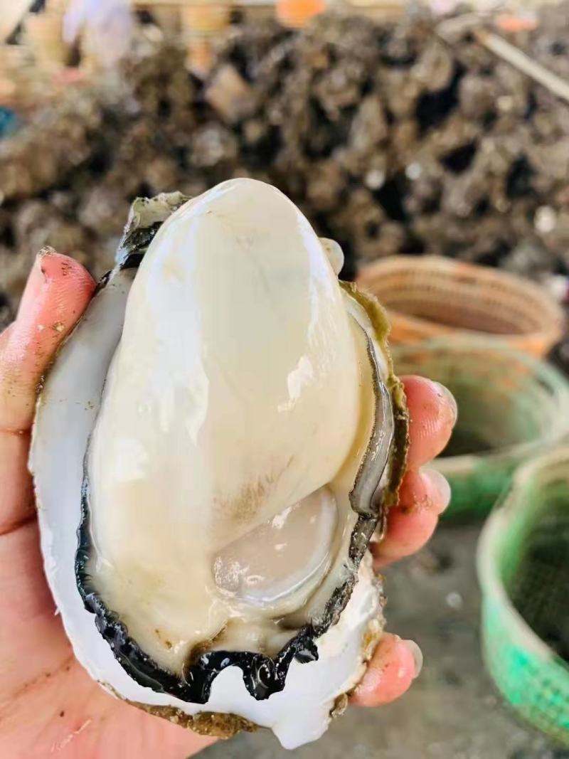 广东生蚝精品生蚝蚝场供应一件代发量大从优烧烤餐饮批