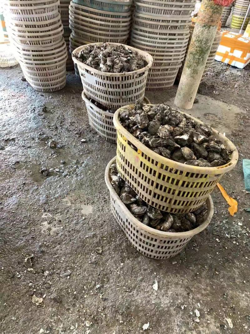 广东生蚝精品生蚝蚝场供应一件代发量大从优烧烤餐饮批