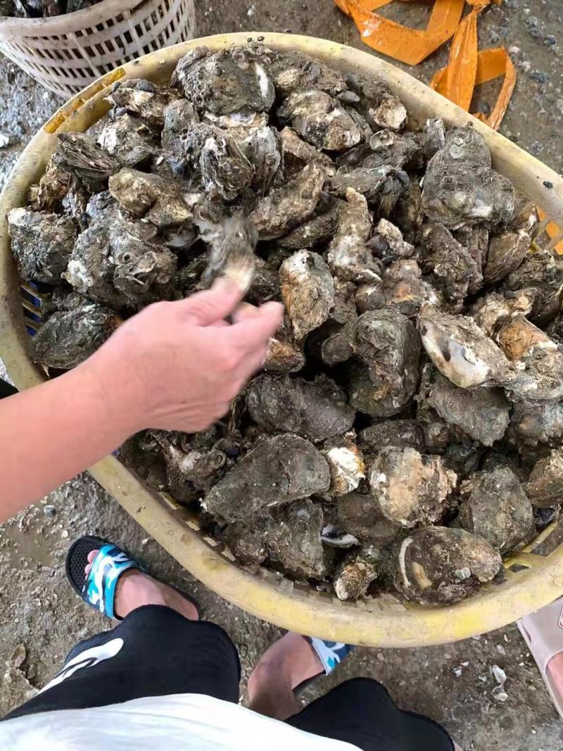 广东生蚝精品生蚝蚝场供应一件代发量大从优烧烤餐饮批