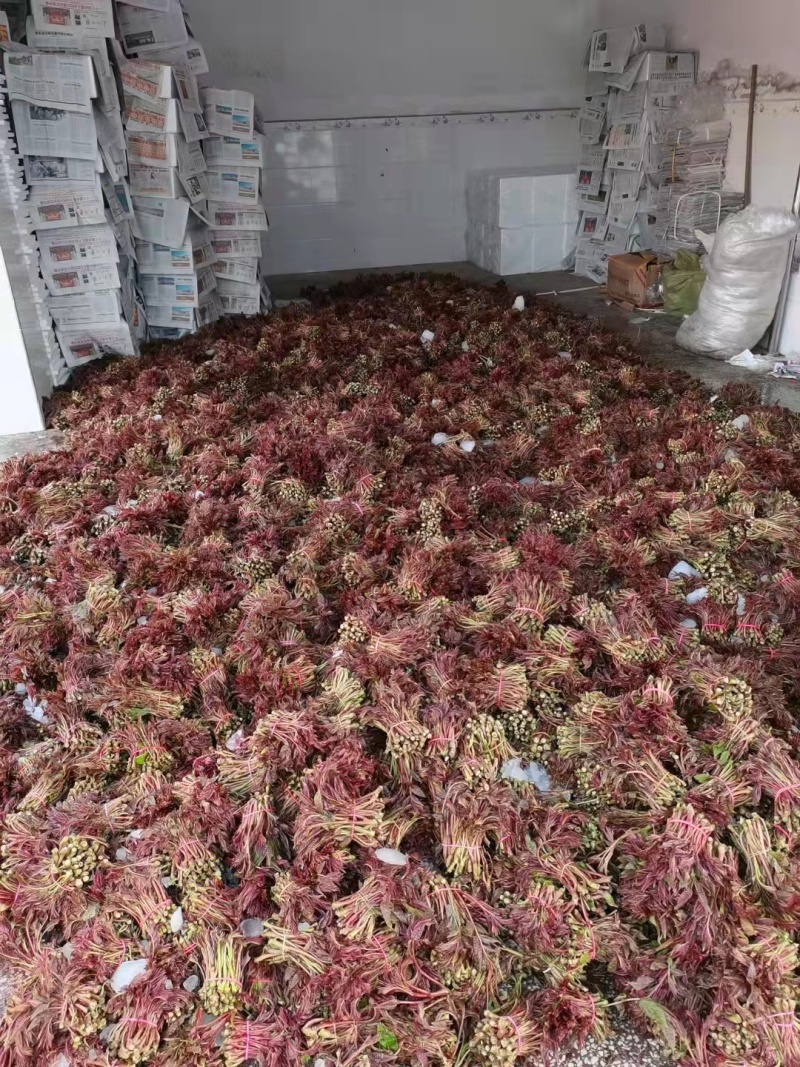 四川露天头茬香椿芽质量保障一手货源产地直发规格齐全
