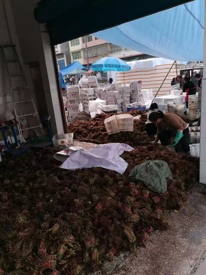 四川露天头茬香椿芽质量保障一手货源产地直发规格齐全