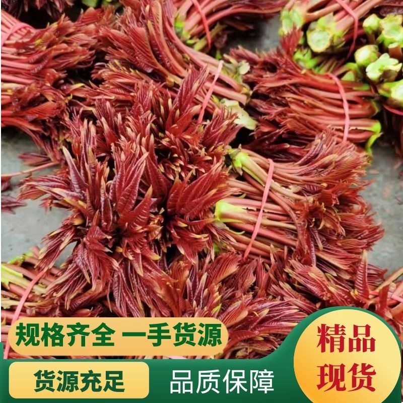 精品露天香椿芽量大从优品质保证全国发售