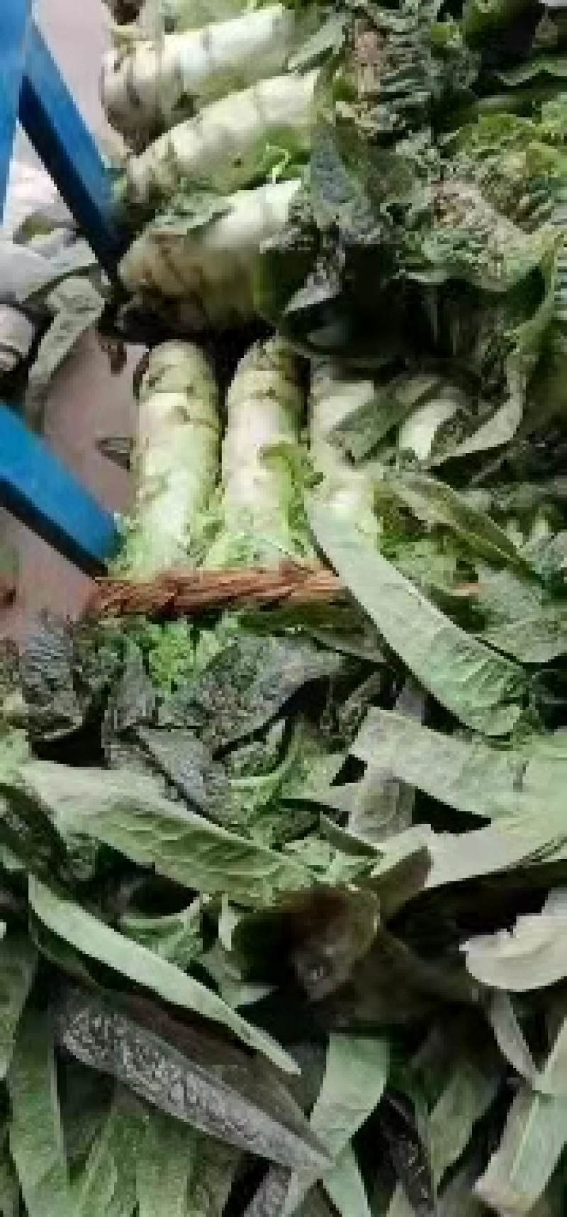 【热】山东红叶莴笋全国发货品质保证一手货源