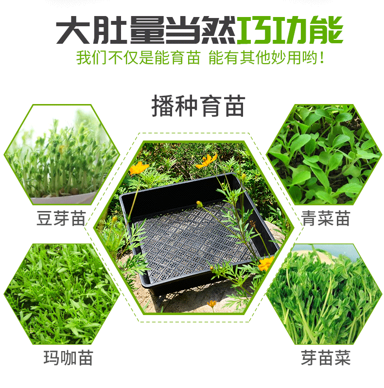 加高芽苗菜育苗盘托盘多肉播种育苗盒种植穴盘芽菜培育箱发豆