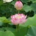 精品荷花苗60cm以上，耐寒，成活率高，品种齐全，全国发货