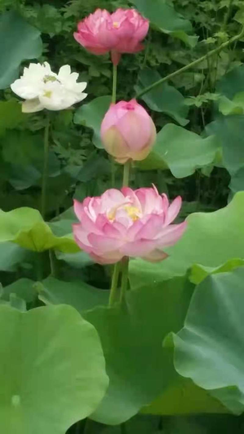 精品荷花苗60cm以上，耐寒，成活率高，品种齐全，全国发货