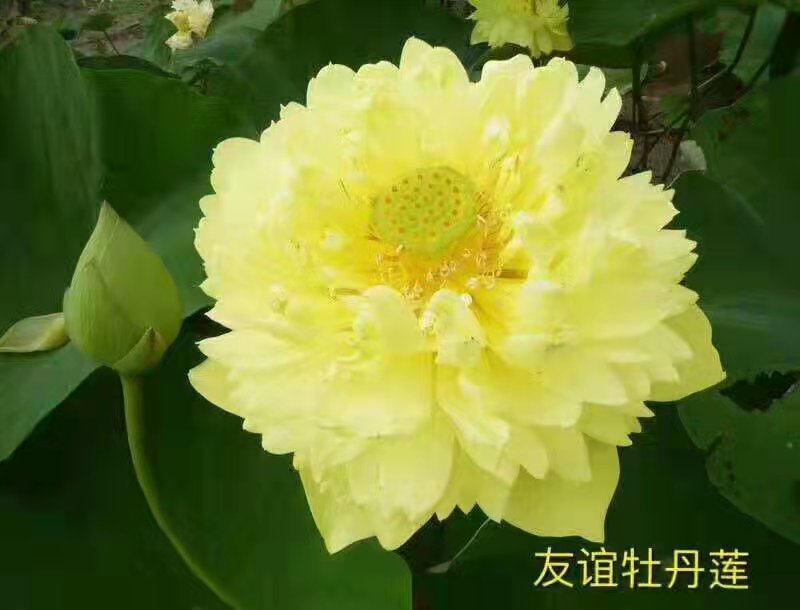 精品荷花苗60cm以上，耐寒，成活率高，品种齐全，全国发货