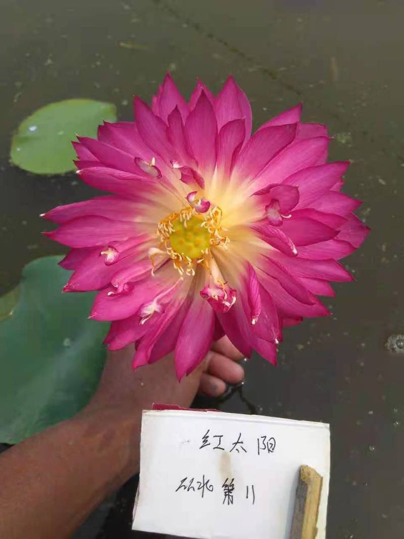 精品荷花苗60cm以上，耐寒，成活率高，品种齐全，全国发货