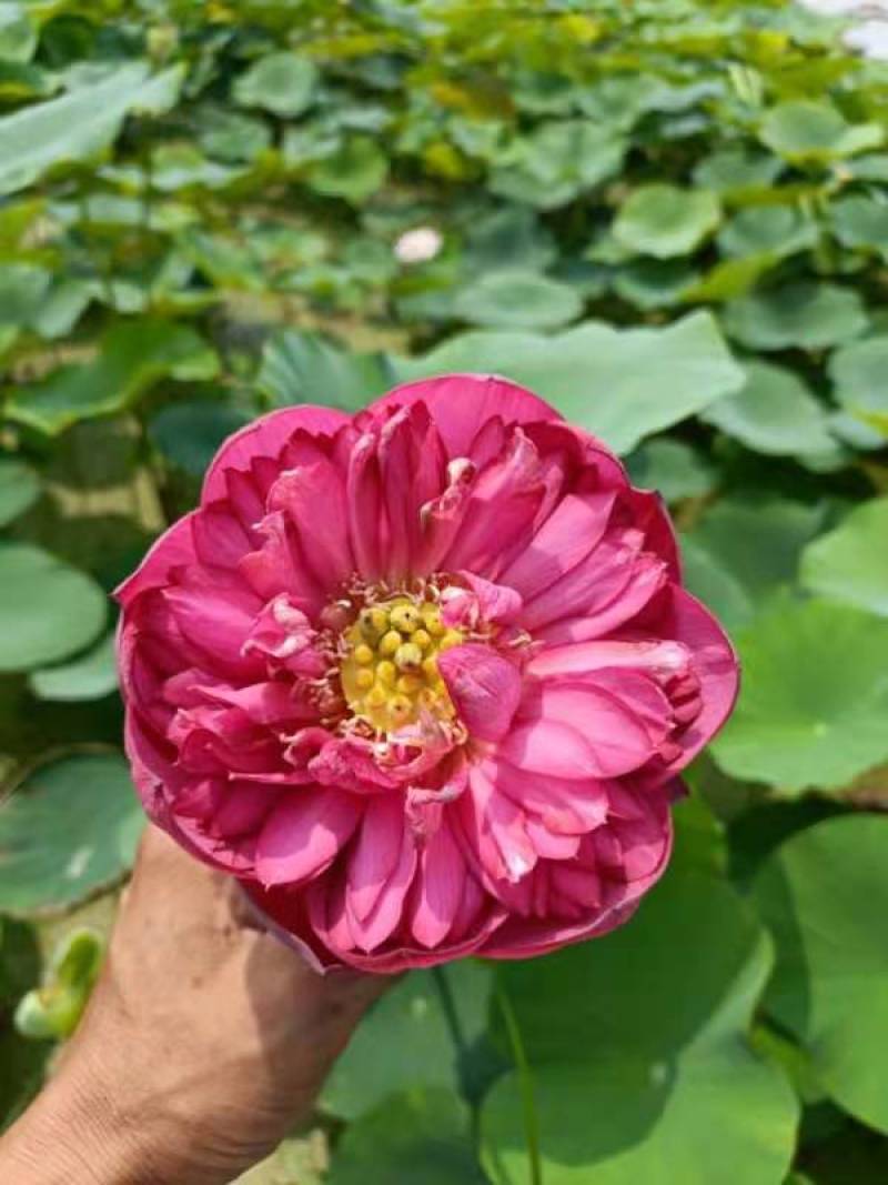 精品荷花苗60cm以上，耐寒，成活率高，品种齐全，全国发货