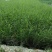 芦苇苗40~50cm质量保证，成活率高，产地直发