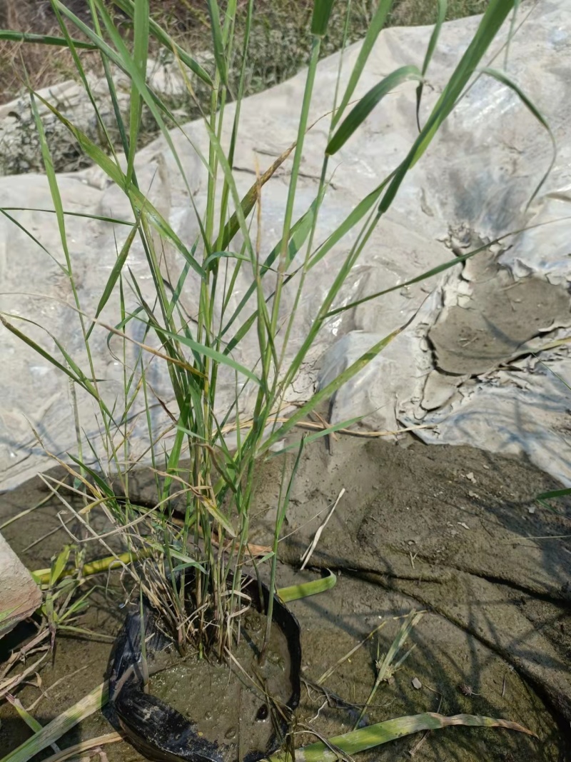 芦苇苗40~50cm质量保证，成活率高，产地直发