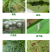 螺虫乙酯介壳虫蚧壳虫粉虱梨木虱茶小绿叶蝉蚜虫杀虫剂