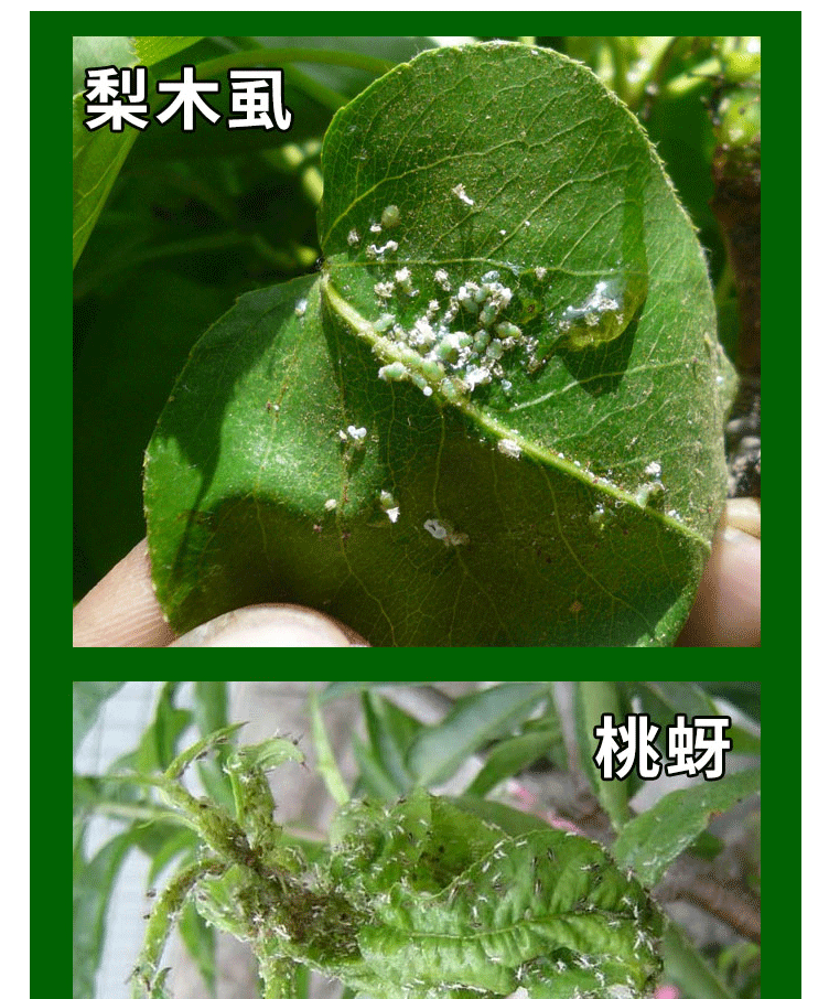 螺虫乙酯介壳虫蚧壳虫粉虱梨木虱茶小绿叶蝉蚜虫杀虫剂