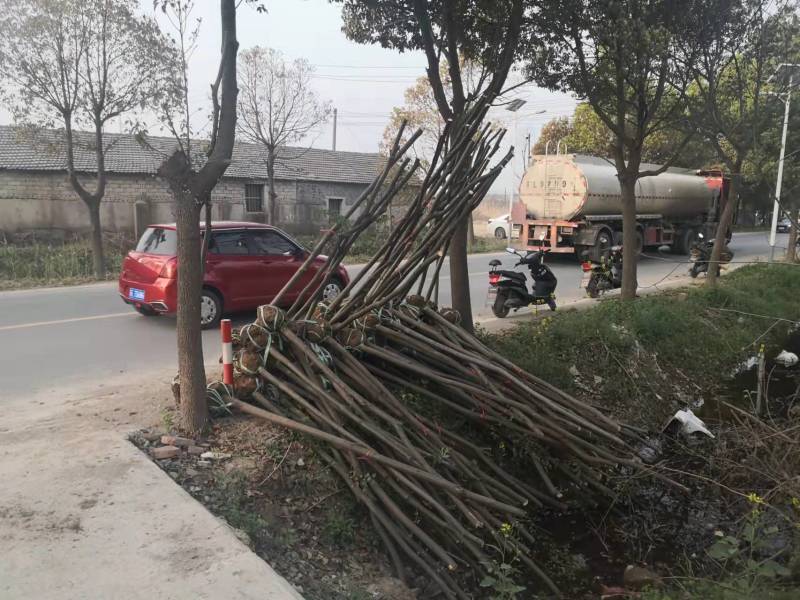榉树