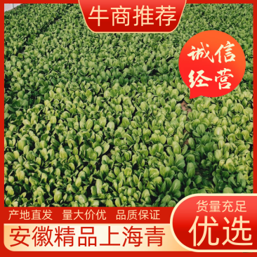 太和县蔬菜基地小油菜菜苔菜心上海青代收代办常年供应实力代
