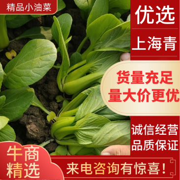 太和县蔬菜基地小油菜上海青代收代办常年供应实力档口可以合