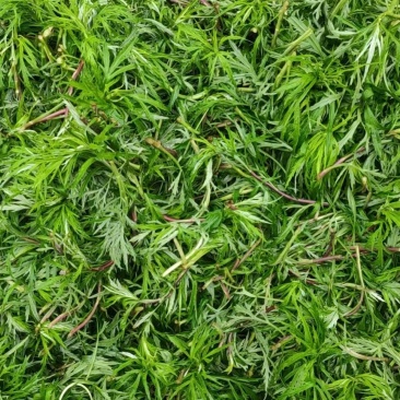安徽柳蒿芽各种品类一手货源基地直发欢迎电话联系质量好价低