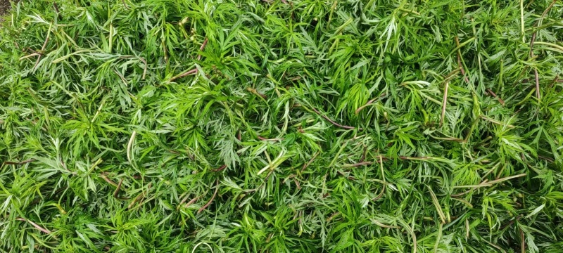 精品柳蒿芽一手货源基地直发视频看货营养丰富各种规格