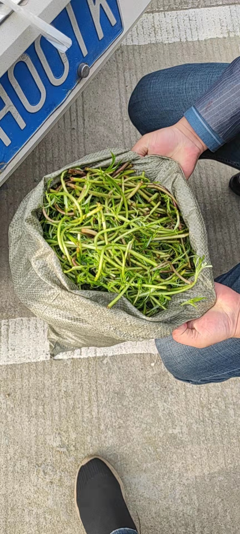 精品柳蒿芽一手货源基地直发视频看货营养丰富各种规格