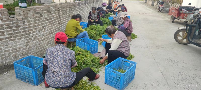 眉毛洲沙滩野生黎蒿一手货源基地直发质量好欢迎来电选购