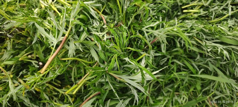 安徽柳蒿芽各种品类一手货源基地直发欢迎电话联系质量好价低