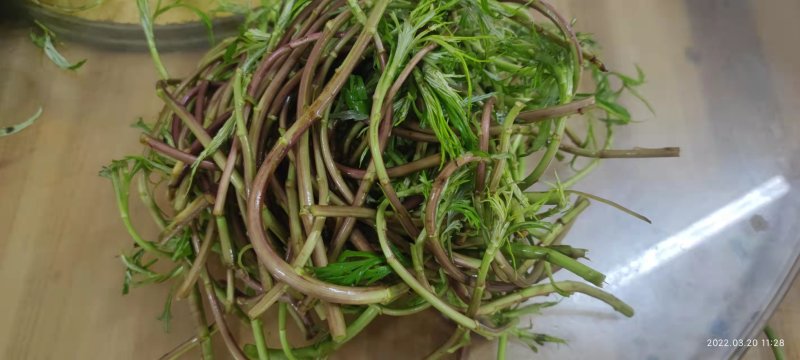 安徽柳蒿芽各种品类一手货源基地直发欢迎电话联系质量好价低
