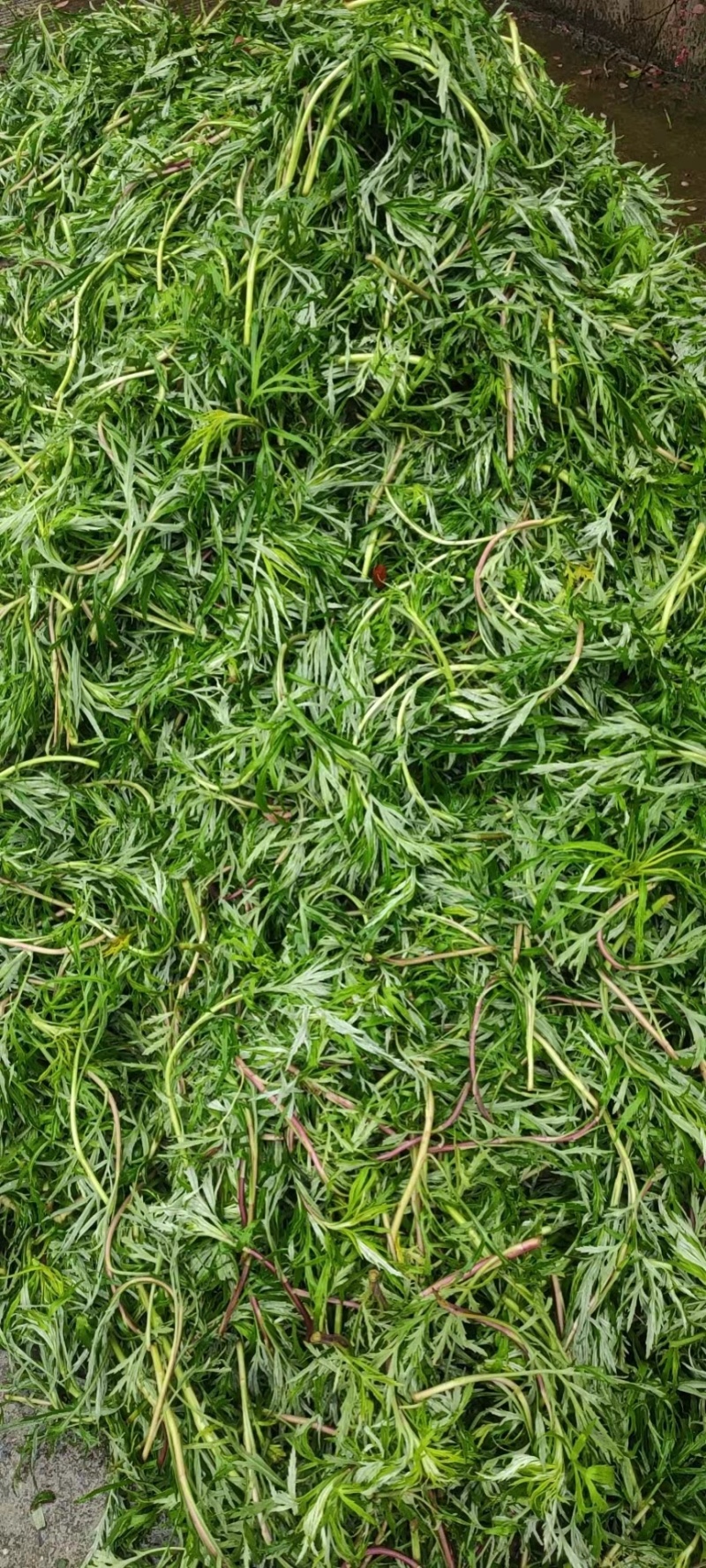 精品安徽黎蒿一手货源基地直发质量保障可视频看货