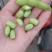 河北永年精品毛豆颗粒饱满高品质代发全国