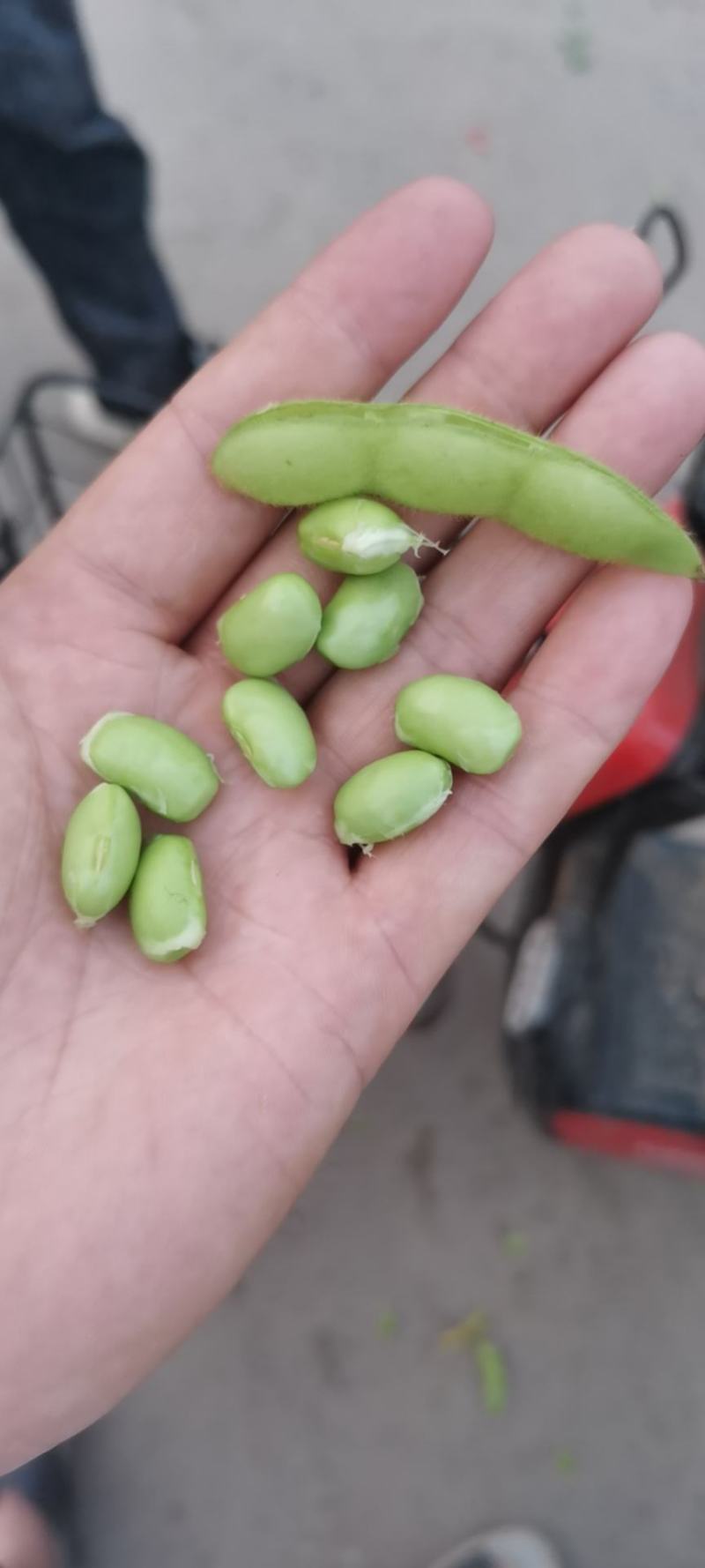 河北永年精品毛豆颗粒饱满高品质代发全国