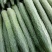 河北精品黄瓜干花带刺22~25公分商超品质诚信代收