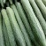河北精品黄瓜干花带刺22~25公分商超品质诚信代收