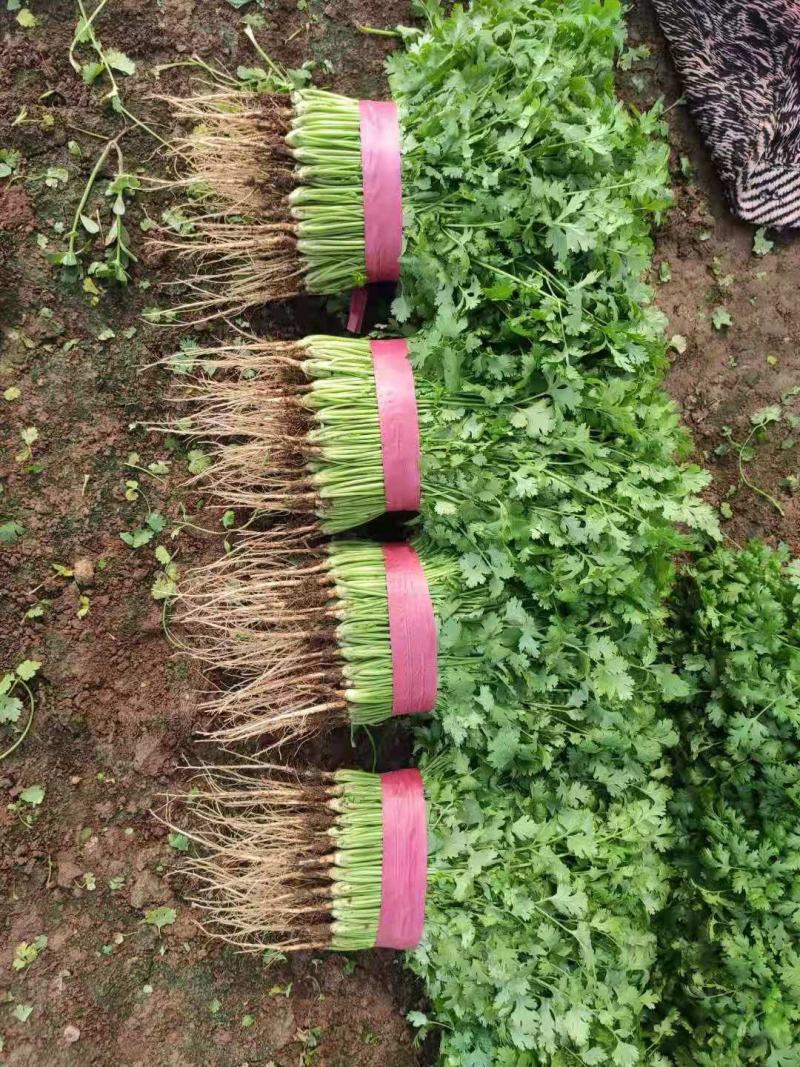 河北香菜大量上市基地直发支持视频看货量大从优
