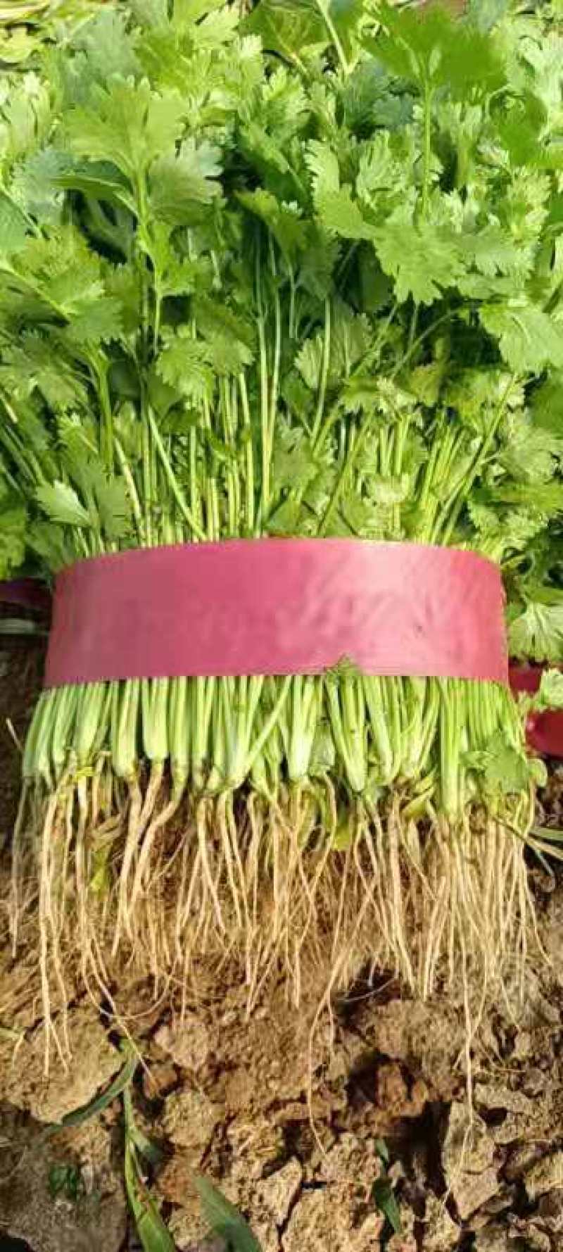 河北香菜大量上市基地直发支持视频看货量大从优
