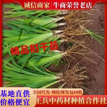 优质射干苗观赏药用大中小苗规格齐全（现挖现发包回收）