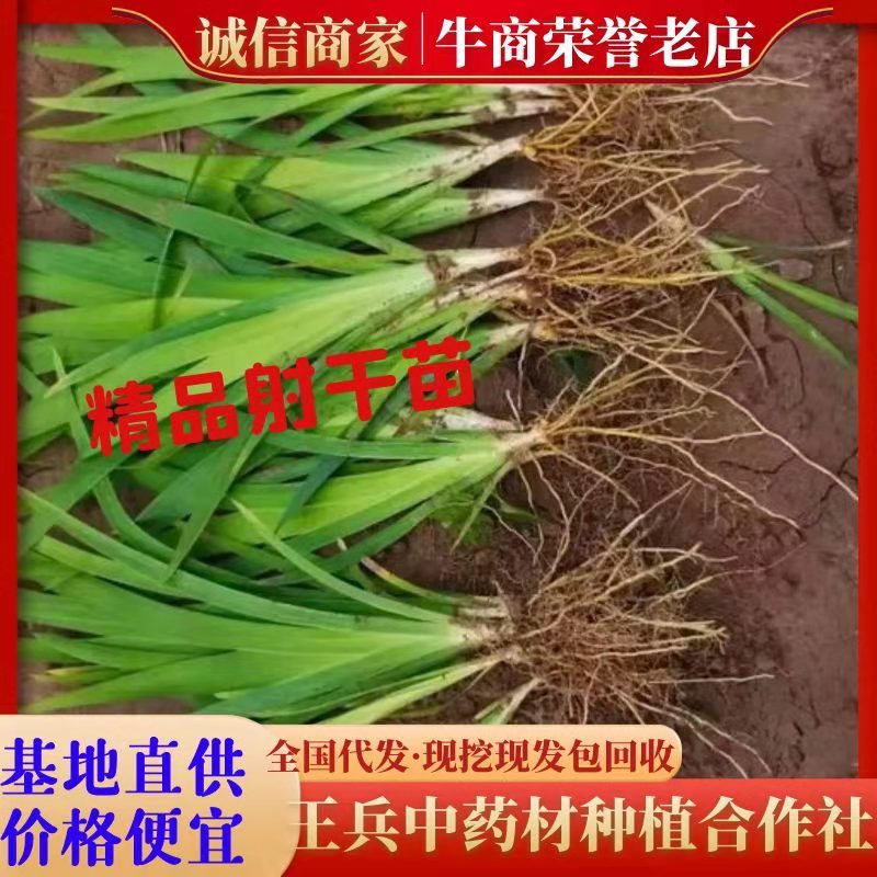 优质射干苗观赏药用大中小苗规格齐全（现挖现发包回收）