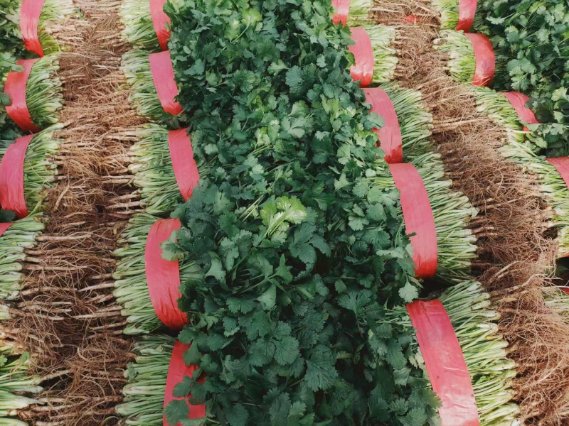 【香菜】精品大叶香菜叶大杆粗量大从优全国