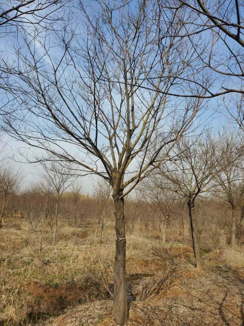 23公分朴树25公分朴树价格美丽，基地直接批发