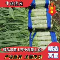 【莴苣】精品红叶莴笋产地直供商超品质低价对接全国