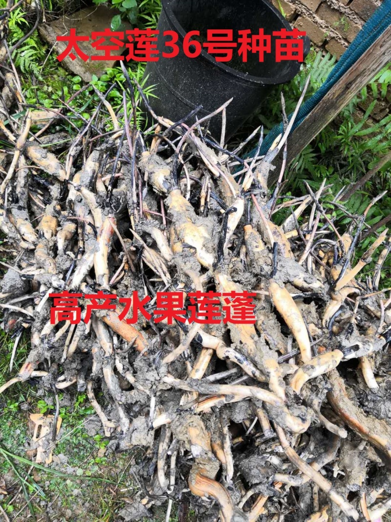 太空莲36号种苗藕苗高产水果莲蓬白莲红莲子大型荷花
