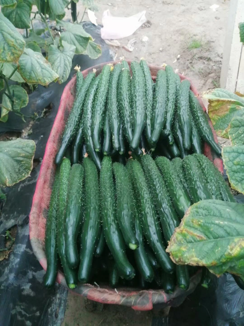 【精品】密刺黄瓜干花带刺有需要联系我新鲜黄瓜欢迎咨询