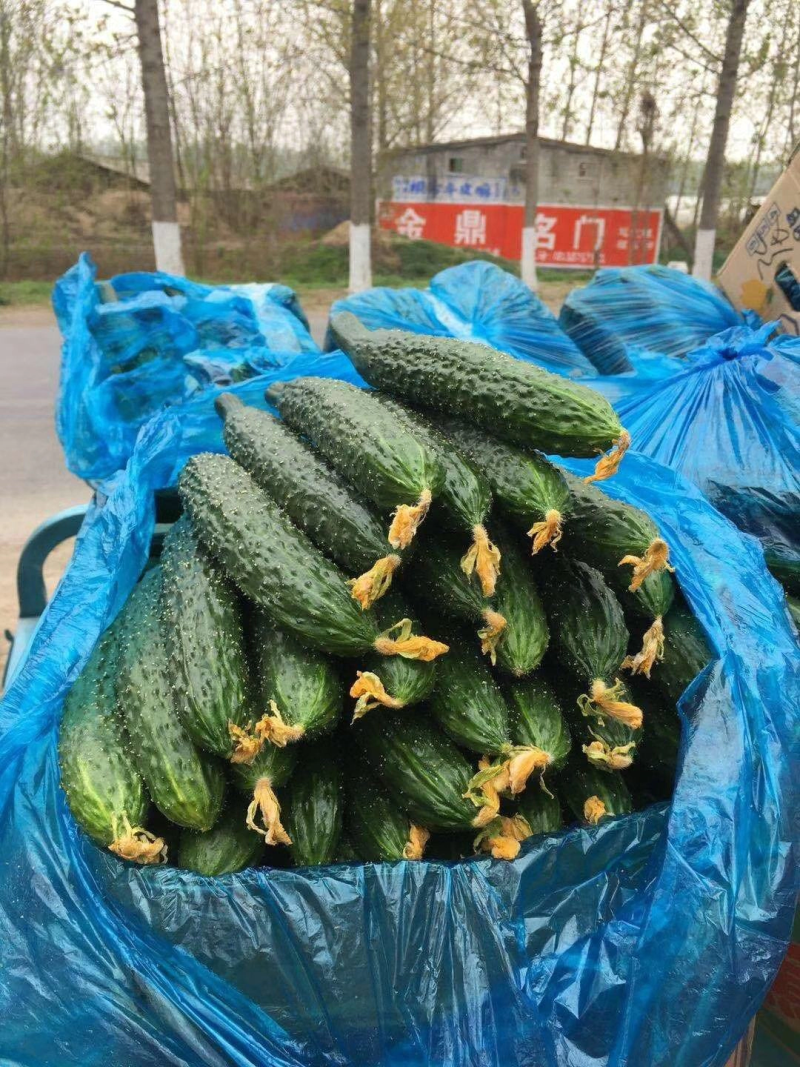 【精品】密刺黄瓜干花带刺有需要联系我新鲜黄瓜欢迎咨询